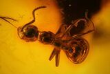 Detailed Fossil Ant and Springtail in Baltic Amber #128349-3